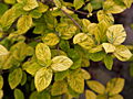 Viburnum lantana Variegatum IMG_6658 Kalina hordowina